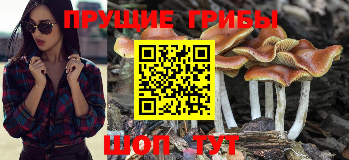 Псилоцибиновые грибы Cubensis Химки